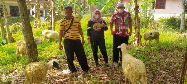 Monitoring Penyaluran Hewan Ternak Desa Pacor